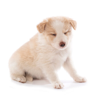 Border collie puppy sitting isolated on white