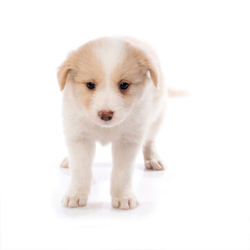 Border Collie puppy standing isolated on white background 