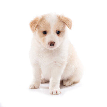 Border collie puppy sitting isolated on white