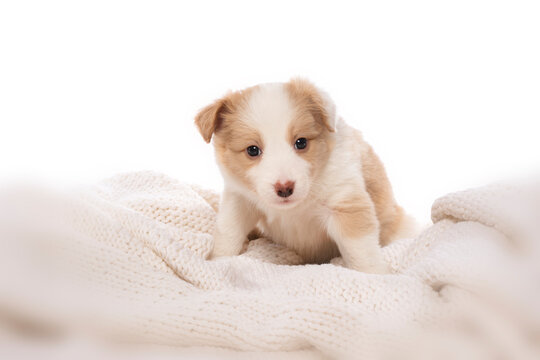 Border Collie puppy on a blanket isolated on white background 