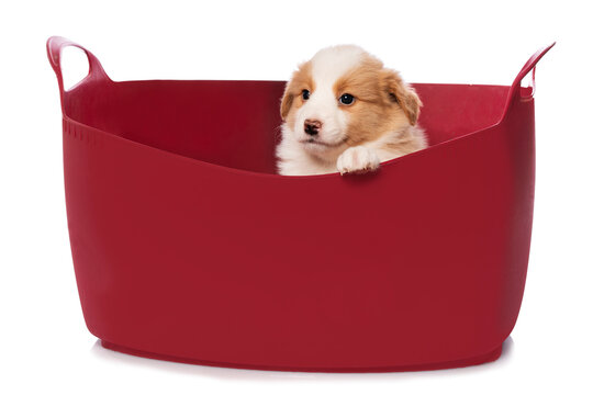 Border Collie puppy in a basket isolated on white background 