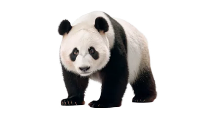 Fotobehang Panda Cute giant panda bear sitting domestic wildlife animal fauna isolated on transparent background  © Hanna