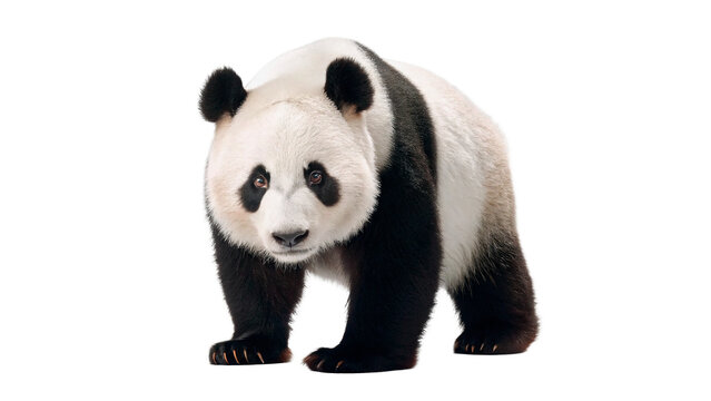 Cute giant panda bear sitting domestic wildlife animal fauna isolated on transparent background
