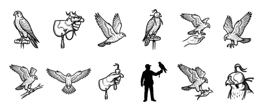 Set of falconry illustrations with birds of prey in various poses, including flying, hunting, and perched on a falconer's glove, drawn in a vintage black and white ink sketch style