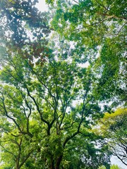 Fototapeta premium Tall tropical trees forming a lush green canopy with sunlight filtering through the leaves, creating a peaceful natural atmosphere.