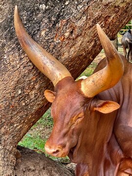 Close-up and portrait views of Ankole Watusi cattle known for their distinctive large horns. Agricultural livestock and wildlife conservation concept.
