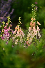 Pink Foxglove Flowers Blooming In Summer Garden © Olena