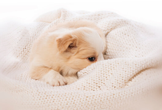 Border Collie puppy on a blanket isolated on white background 