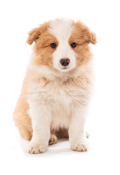 Border Collie puppy sitting,  isolated on white background 