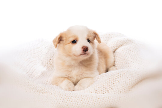 Border Collie puppy on a blanket isolated on white background 