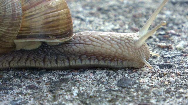Close up of a Roman snail crawling on asphalt
