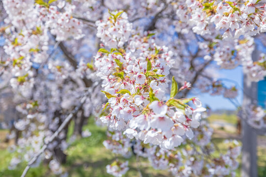 Yoichigawa River Cherry Blossom in Hokkaido, Japan.