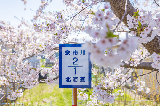 Yoichigawa River Cherry Blossom in Hokkaido, Japan.