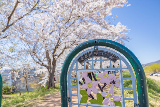 Yoichigawa River Cherry Blossom in Hokkaido, Japan.