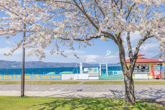 Cherry blossoms in full bloom at Toya Lake Park, Hokkaido, with Mount Yotei in the distance.