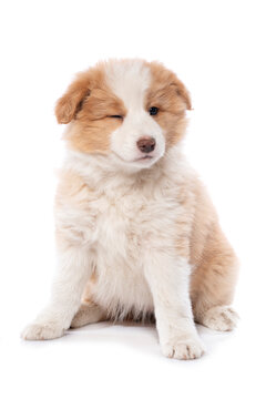 Border Collie puppy twinkle isolated on white background 