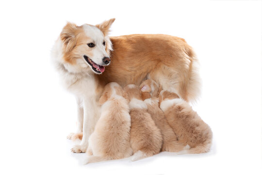 Border Collie female with nursing puppies isolated on white background 