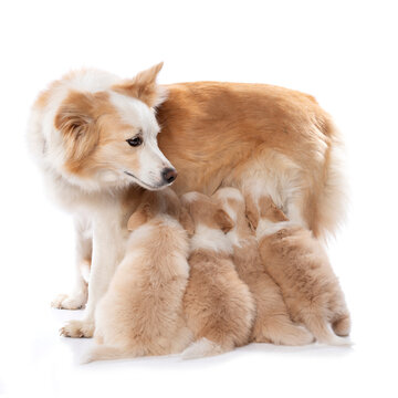 Border Collie female with nursing puppies isolated on white background 