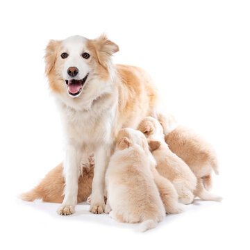 Border Collie female with nursing puppies isolated on white background 