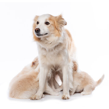 Border Collie female with nursing puppies isolated on white background 