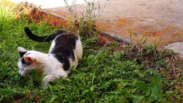 Game of cat and mouse. Gray mouse wants to escape, while black and white cat watches to make sure its prey doesn't run too far in grass. Predator behavior in nature. Beginning of video is out of focus