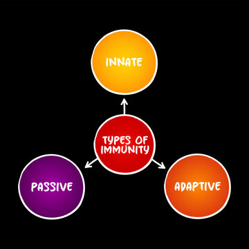 Types of immunity mind map showing the core components including innate, adaptive, and passive immunity types, designed for health, immunology research, education, and medical diagrams on body defense