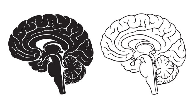 brain black silhouette with line art vector icon featuring anatomy, medical, science