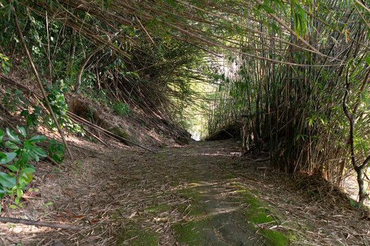 A trail winds through a bamboo forest, creating a serene path.