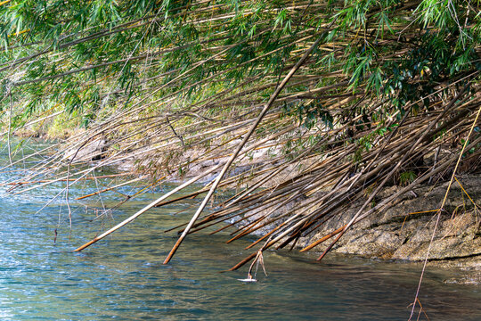 A trail winds through a bamboo forest, creating a serene path.