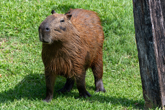 The capybara (Hydrochoerus hydrochaeris) is the world's largest rodent; it lives in groups.
