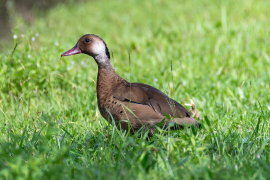 The Brazilian teal (Amazonetta brasiliensis) is a waterfowl species common in the ponds and marshes of Brazil.