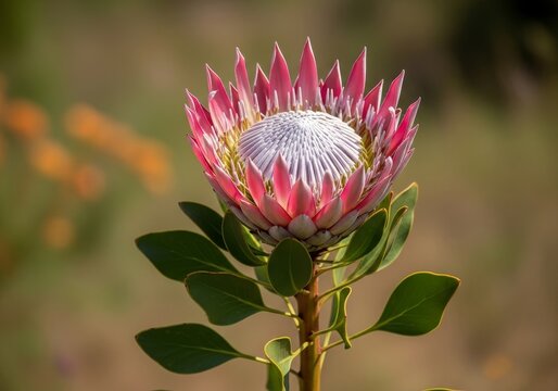 Close-up of a striking pink King Protea flower in bloom.