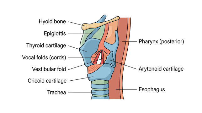 Anatomical illustration of the human larynx and pharynx