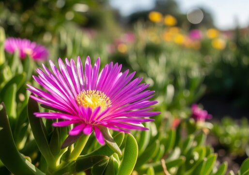 Vibrant Pink Ice Plant Flower Blooming in a Lush Garden Setting.