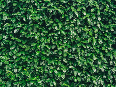 Dense Green Cherry Laurel leaves wall texture background. Prunus laurocerasus foliage hedge surface. Natural organic plant backdrop.