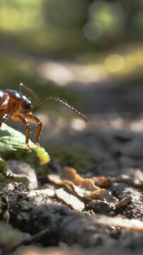 Vertical video: Antennae sensing gap, insect probing, stepping off green leaf onto moss, copy space