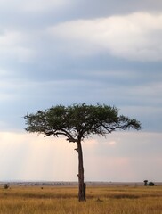 Acacia tree standing in Kenya safari landscape © Michael