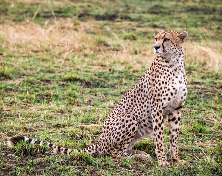 Cheetah sitting watching savanna wild animal in Kenya