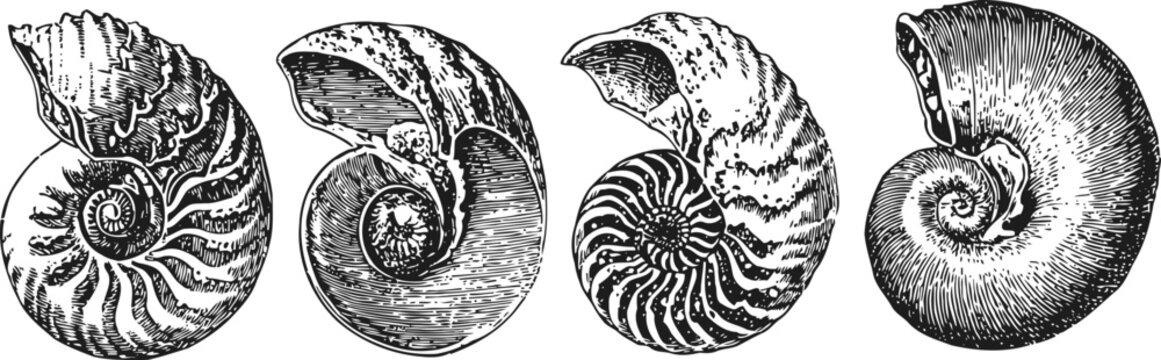 vintage ammonite fossil illustrations nautilus shell spiral marine invertebrate prehistoric collection