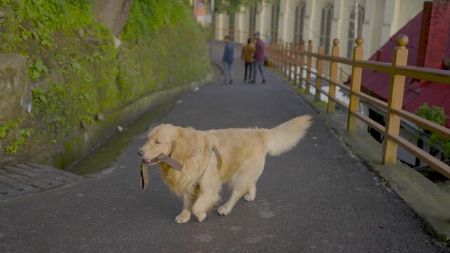Dog in the street of shimla