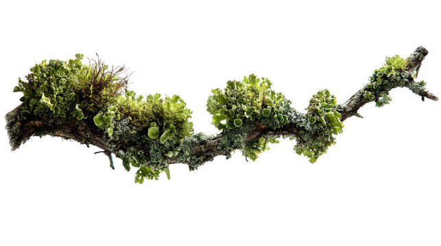 A weathered tree branch covered in vibrant green moss and lichen against a clean white background.