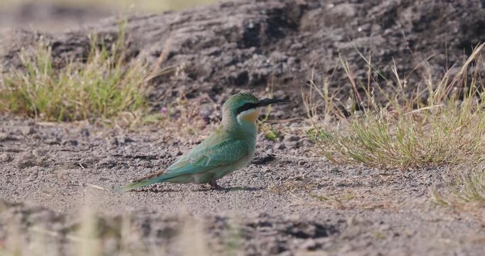Blue-cheeked Bee-eater pecking sand; slow motion morning ground foraging sequence ,unusual hunting behaviour.
