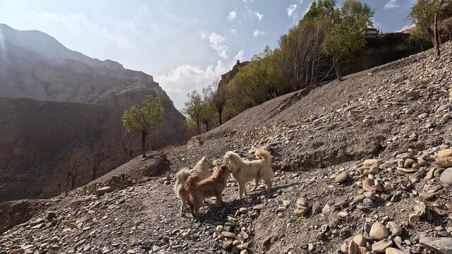 Dogs meeting on rocky mountain slope approaching Chele village, Upper Mustang Nepal