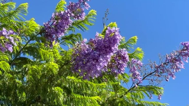 Blooming Jacaranda Tree Swaying in Strong Wind Against Blue Sky