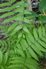 Close-up of vibrant green fern leaves growing naturally in a tropical forest. Lush botanical foliage with rich texture, ideal for nature, ecology, rainforest, and background concepts. © Stock Medae 