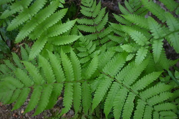 Close-up of vibrant green fern leaves growing naturally in a tropical forest. Lush botanical foliage with rich texture, ideal for nature, ecology, rainforest, and background concepts. © Stock Medae 