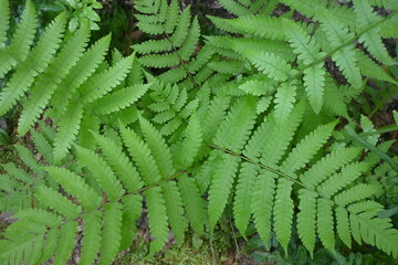 Close-up of vibrant green fern leaves growing naturally in a tropical forest. Lush botanical foliage with rich texture, ideal for nature, ecology, rainforest, and background concepts. © Stock Medae 
