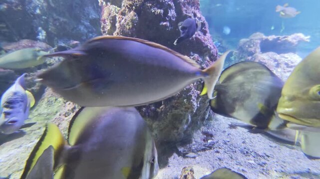 Bluespine unicornfish Naso unicornis swimming with tangs and reef fish over coral