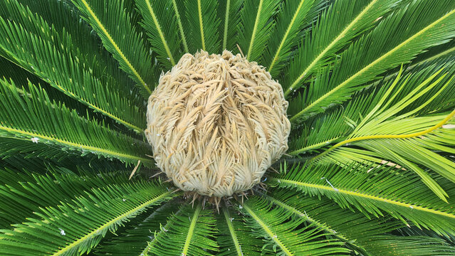 Close-up of the female cone (megasporophyll) of Cycas revoluta, or Japanese sago palm, showing its golden fuzzy seed-bearing structure on an ancient cycad plant.
