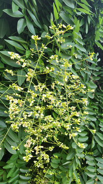 Flowers of pendulous Japanese pagoda tree (Styphnolobium japonicum) with fragrant creamy-white flower clusters and lush green foliage in a summer garden.